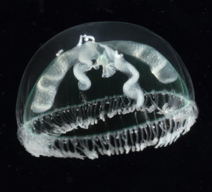 Laodicea indica, female medusa, mouth of Brunswick River, New South Wales, Australia