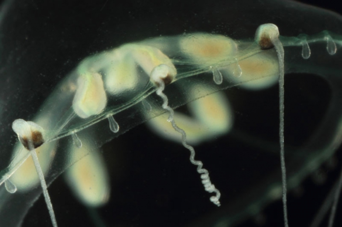Melicertissa clavigera, mouth of Brunswick River, New South Wales, Australia Melicertissa clavigera, mouth of Brunswick River, New South Wales, Australia