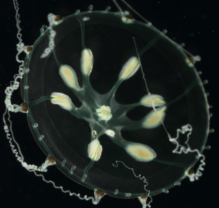 Melicertissa clavigera, mouth of Brunswick River, New South Wales, Australia