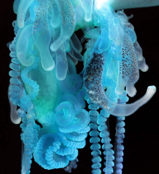 Physalia utriculus, mouth of Brunswick River, New South Wales, Australia