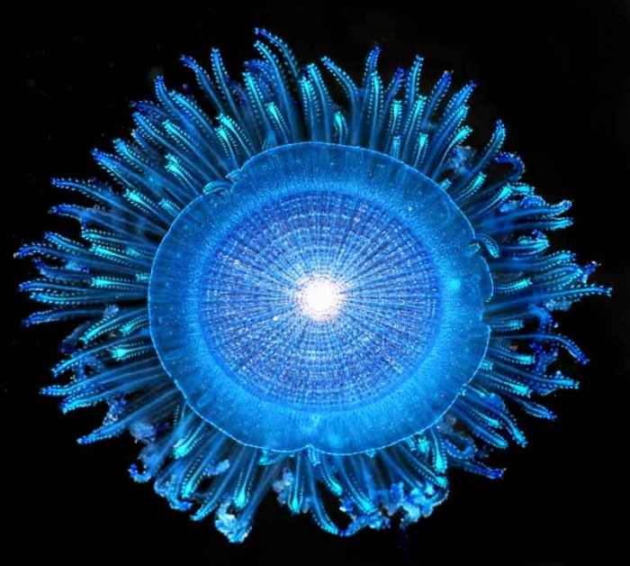 Porpita porpita, mouth of Brunswick River, New South Wales, Australia