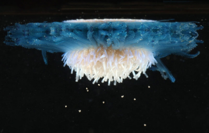 WoRMS - The World Hydrozoa Database - Photogallery