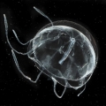 Hydrozoa (hydroids)