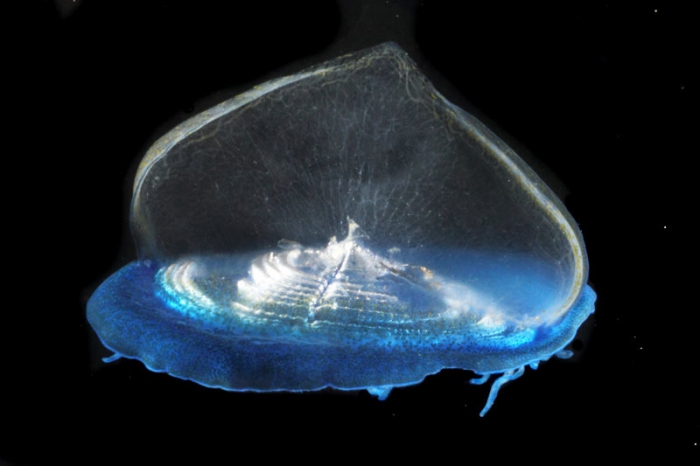 Velella velella, mouth of Brunswick River, New South Wales, Australia Velella velella, mouth of Brunswick River, New South Wales, Australia