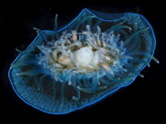 Velella velella, mouth of Brunswick River, New South Wales, Australia Velella velella, mouth of Brunswick River, New South Wales, Australia