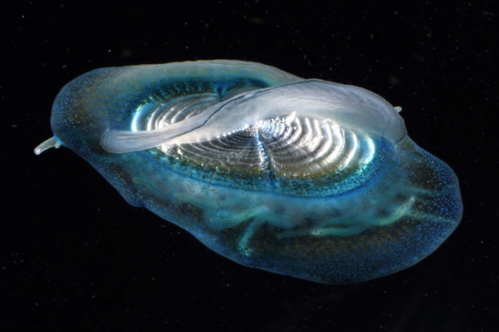 Velella velella, mouth of Brunswick River, New South Wales, Australia