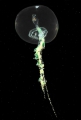 Hydrozoa (hydroids)