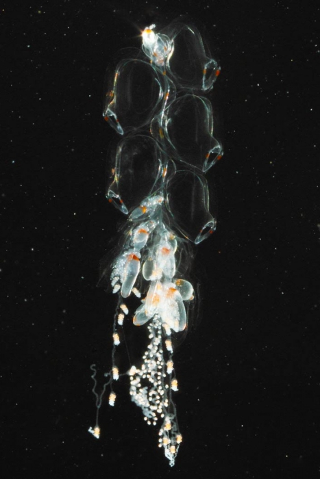 Nanomia bijuga, mouth of Brunswick River, New South Wales, Australia Nanomia bijuga, mouth of Brunswick River, New South Wales, Australia