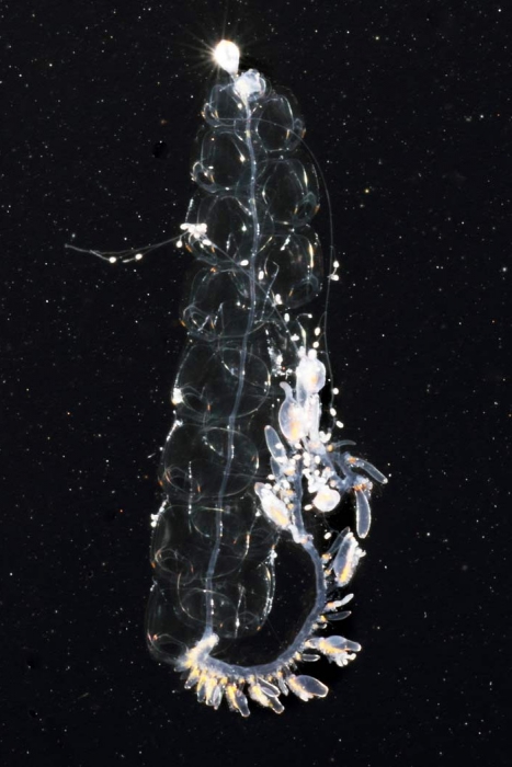 Nanomia bijuga, mouth of Brunswick River, New South Wales, Australia Nanomia bijuga, mouth of Brunswick River, New South Wales, Australia