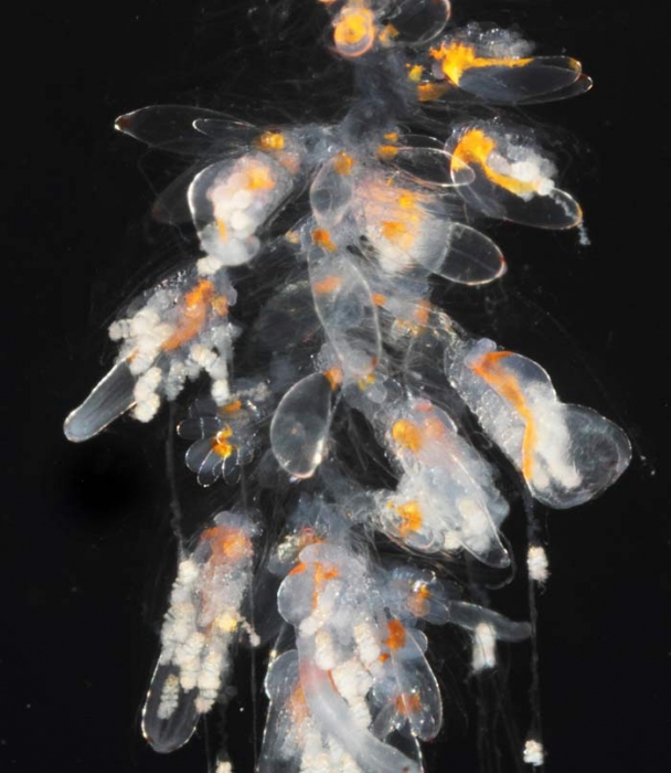 Nanomia bijuga, mouth of Brunswick River, New South Wales, Australia Nanomia bijuga, mouth of Brunswick River, New South Wales, Australia