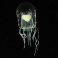 Hydrozoa (hydroids)