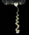 Hydrozoa (hydroids)