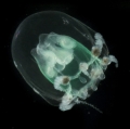 Hydrozoa (hydroids)