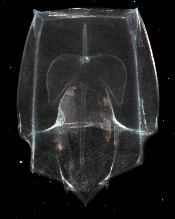 bract of Abylopsis tetragona, mouth of Brunswick River, New South Wales, Australia bract of Abylopsis tetragona, mouth of Brunswick River, New South Wales, Australia