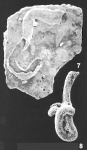 Tolypammina vagans (Brady) identified specimen