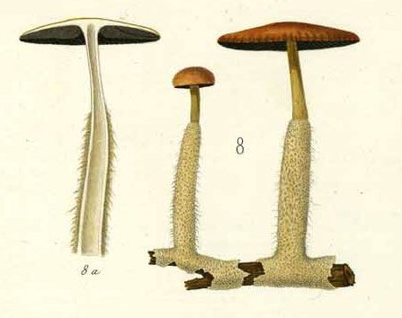 Agaricus ammophilus