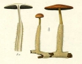 Fungi