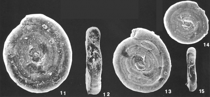 Ammodiscus gullmarensis Hoglund identified specimen