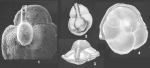 Ammolagena clavata (Jones & Parker) identified specimen