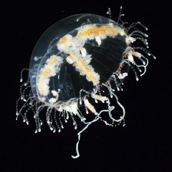   Olindias malayensis from mouth of Brunswick River, New South Wales, Australia