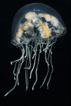 Hydrozoa (hydroids)