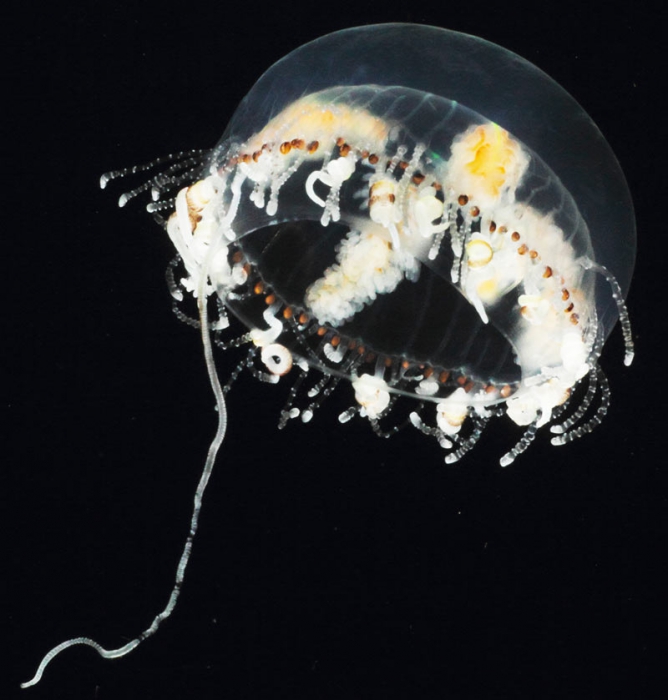   Olindias malayensis from mouth of Brunswick River, New South Wales, Australia