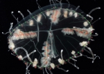 Hydrozoa (hydroids)