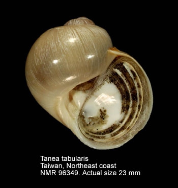 Tanea tabularis