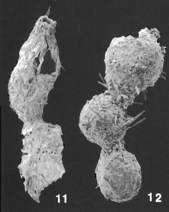 Subreophax aduncus (Brady) identified specimen
