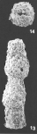 Pseudonodosinella nodulosa (Brady) identified specimen
