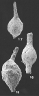 Hormosinella distans (Brady) identified specimen