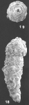 Nodosinum gaussicum (Rhumbler) indentified specimen