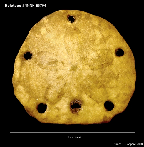 Encope borealis, holotype, aboral view