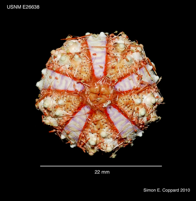 Coelopleurus floridanus, aboral view of denuded test Coelopleurus floridanus, aboral view of denuded test