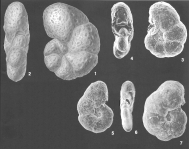 Haplophragmoides pusillus Collins identified specimen, author: Mamo, Briony