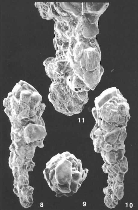 Ammobaculites crassaformis Zheng identified specimen