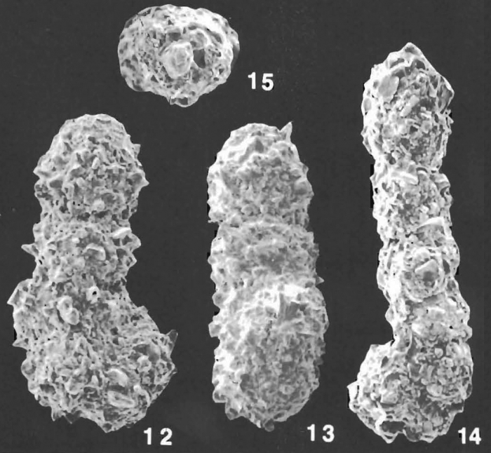 Ammobaculites villosus Saidova identified specimen
