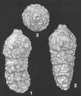 Ammobaculites cylindricus Cushman identified specimen