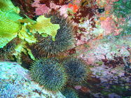 Kina urchins, South East Bay, Three Kings Islands