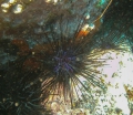 Echinodermata (echinoderms)