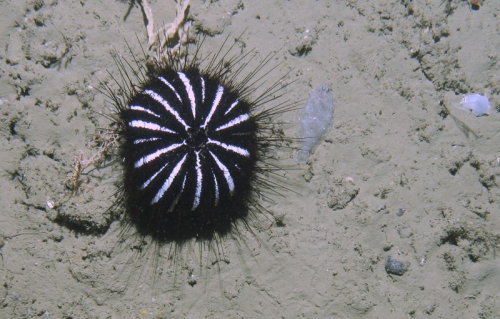 Araeosoma thetidis in situ