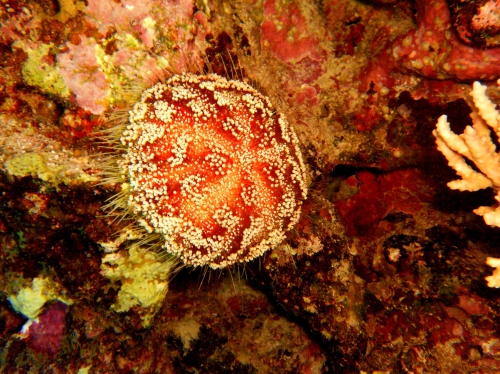 Asthenosoma marisrubri