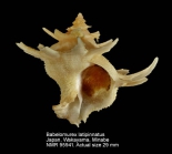 Babelomurex latipinnatus