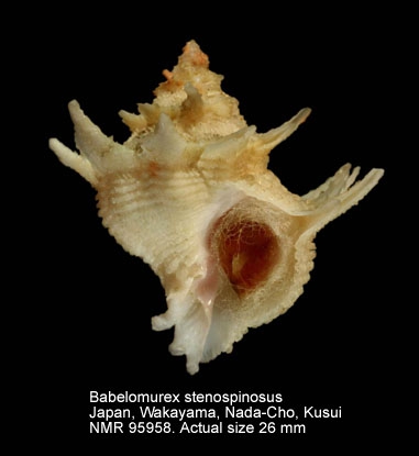 Babelomurex stenospinus