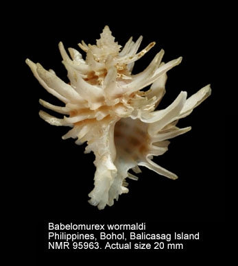 Babelomurex wormaldi