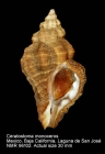 Ceratostoma monoceros
