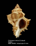 Chicoreus varius