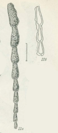 Reophax angustus Lukina, 1980