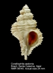 Coralliophila aedonia