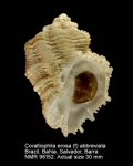 Coralliophila erosa